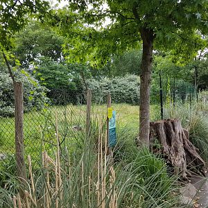 Enclosure Maned wolf