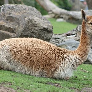 Vicuna