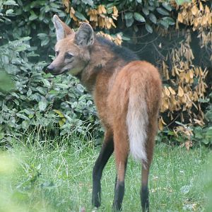 Maned wolf