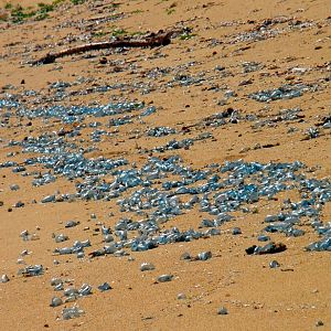 Bluebottles - Lord Howe Island