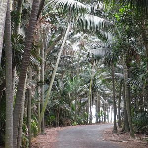 Road through Lord Howe Island palms