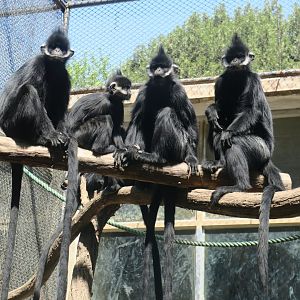 Francois' langur