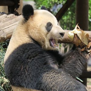 giant panda