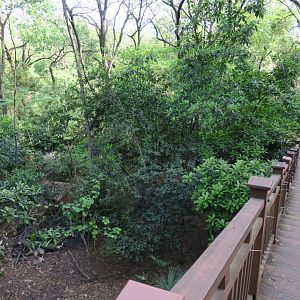 Reeve's muntjac and river deer exhibit