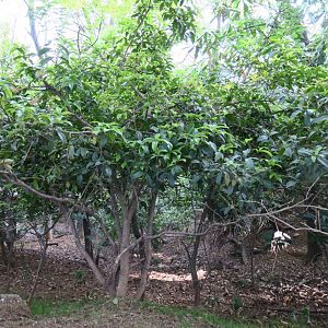 Reeve's muntjac and river deer exhibit