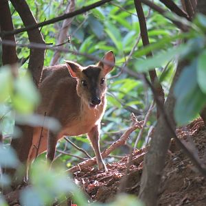 Reeve's muntjac
