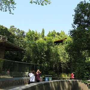 red panda exhibit