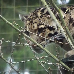 Clouded Leopard - CWP