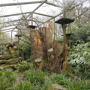 Clouded Leopard Enclosure - CWP
