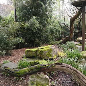 Clouded Leopard Enclosure - CWP