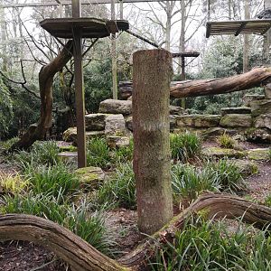 Clouded Leopard Enclosure - CWP