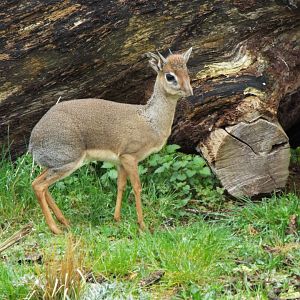 Dik-dik - CWP