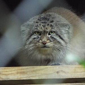 Pallas Cat - CWP