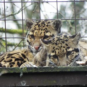 Clouded Leopards - CWP