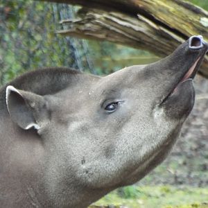 Tapir - CWP