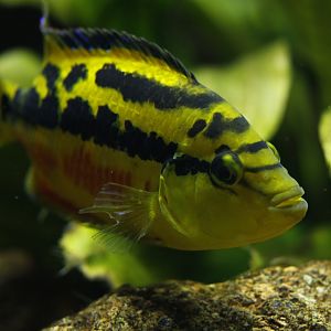 Salvini's cichlid (Trichromis salvini)