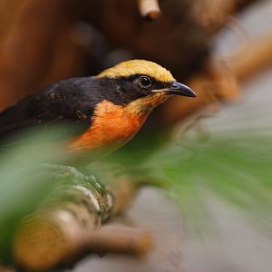 Yellow-crowned gonolek (Laniarius barbarus)