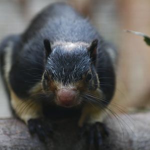Grizzled giant squirrel (Ratufa macroura)