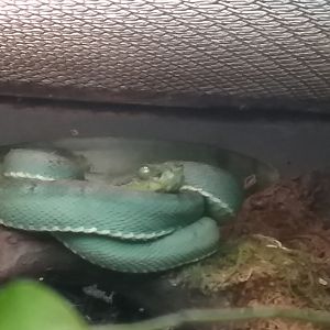 Bothriopsis bilineata