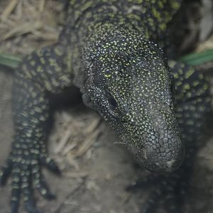Varanus salvadorii