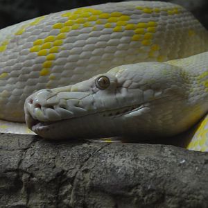 Python reticulatus
