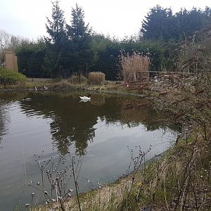 Flamingo - Swan pond