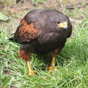 Harris hawk