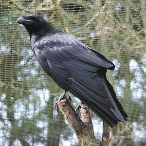 Common raven