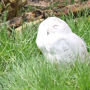 Snowy owl