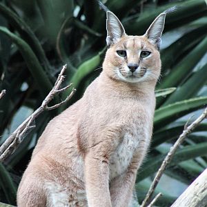 Caracal (Caracal caracal)
