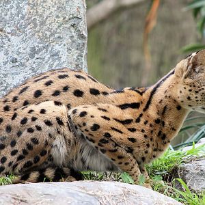 Serval (Leptailurus serval)