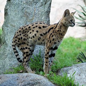 Serval (Leptailurus serval)