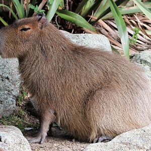 Capybara (Hydrochoerus hydrochaeris)