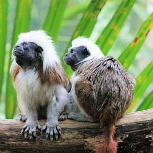 Cottontop Tamarins (Saguinus oedipus)