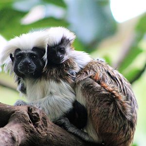 Cottontop Tamarins (Saguinus oedipus)