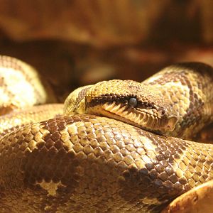 Sanzinia madagascariensis