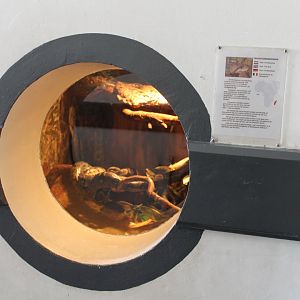 Enclosure Sanzinia madagascariensis