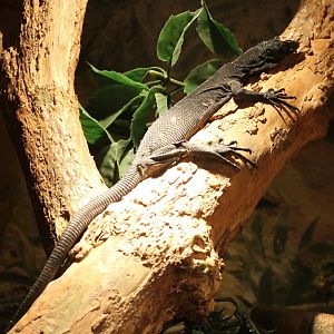 Black tree monitor