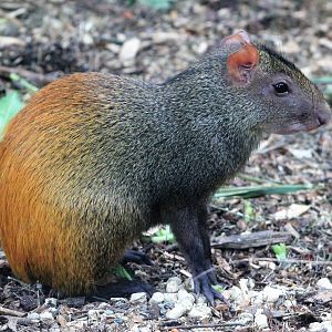 Brazilian Agouti (Dasyprocta leporina)
