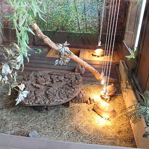 Enclosure Yellow-footed tortoise