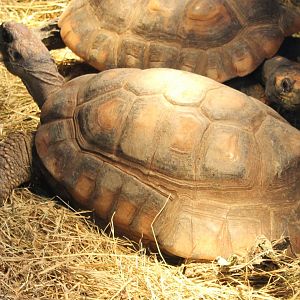 Yellow-footed tortoises