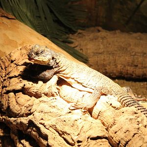 Uromastyx acanthinura