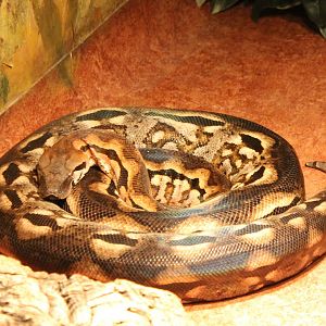 Madagascar ground boa