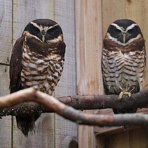 Band-bellied Owls (pulsatrix melanota)