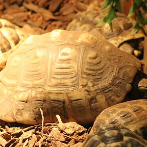Tortoise ID