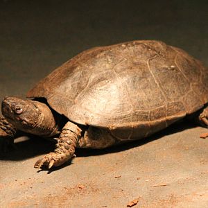 Turtle ID