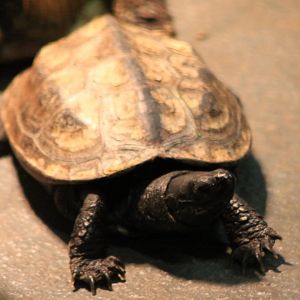 Turtle ID