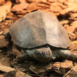 Turtle ID
