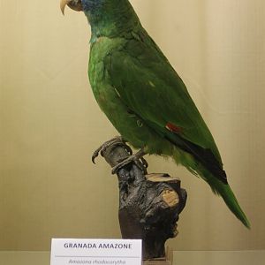 Bird museum - Granada amazon