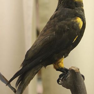 Bird museum - Brown lory